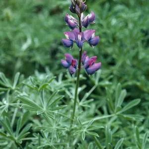 Lupinus albifrons, Valley Rd. E. of Cascada, S. Cruz Isl.