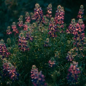 Lupinus albifrons, Upper Christy Cyn. S. Cruz Isl.