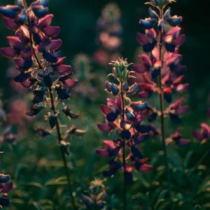 Lupinus albifrons, Upper Christy Cyn. S. Cruz Isl.