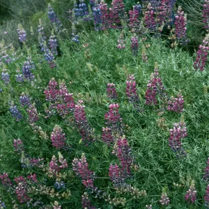 Lupinus albifrons, Centinela Grade, S. Cruz Isl.