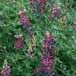 Lupinus albifrons, Centinela Grade, S. Cruz Isl.