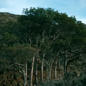 Lyonothamnus floribundus asplenifolius, canyon W. of south point ridge, W. of peak 1017, S. Rosa Isl.