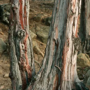 Lyonothamnus floribundus asplenifolius, canyon W. of south point ridge, W. of peak 1017, S. Rosa Isl.