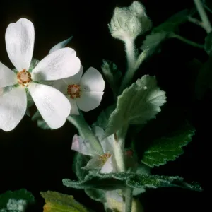 Malacothamnus clementinus, SBBG