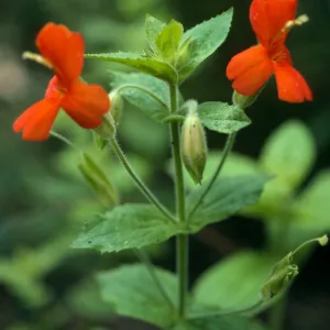 Mimulus cardinalis, San Roque Cyn.