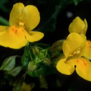 Mimulus guttatus, Silver Cyn. S. Catalina Isl.