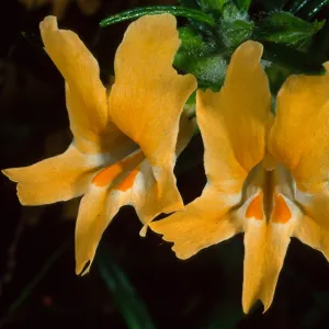 Mimulus aurantiacus