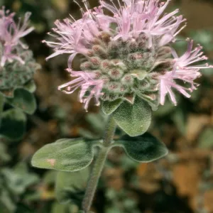 Monardella villosa obispoensis, W. Cuesta Ridge, s. Cruz Isl.