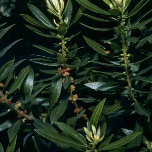Myrica californica, Jualachichi Summit nr. Jalama Beach Rd.