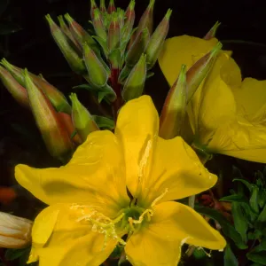 Oenothera elata, SBBG