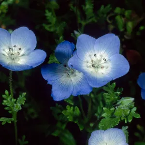Nemophylla menziesii, SBBG