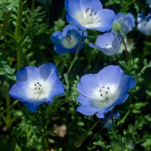 Nemophylla menziesii, SBBG