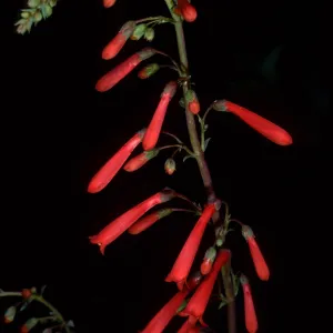Penstemon centranthifolius, SBBG