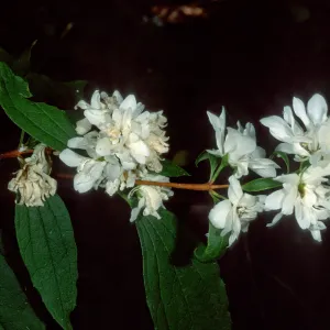Phidelphus lewisii, SBBG Arroyo