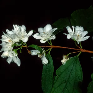 Phidelphus lewisii, SBBG Arroyo
