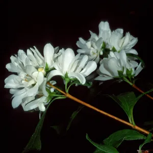 Phidelphus lewisii, SBBG Arroyo
