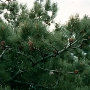 Pinus torreyana, S. Rosa Isl.