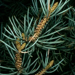 Pinus monophylla, S. of Saline Valley