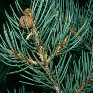 Pinus monophylla, S. of Saline Valley