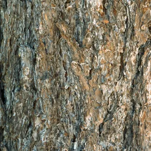 Pinus monophylla bark, Mesa Springs Trail, Los Padres Nat. Forest