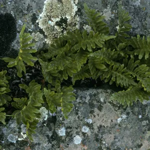Polypodium californicum, near rd. to Little Harbor, S. Cataling Isl.