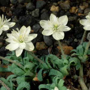 Platystemon califonicus, Cliff Cyn. S. Barbara Isl.
