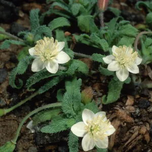 Platystemon califonicus, Cliff Cyn. S. Barbara Isl.