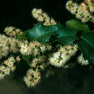 Prunus ilicifolia, E. Jesusita Trail