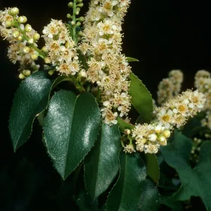 Prunus ilicifolia,Tunnel Trail