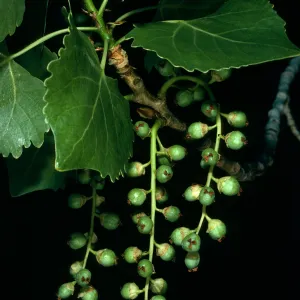 Populus fremontii, Cottonwood Cyn. Death Valley
