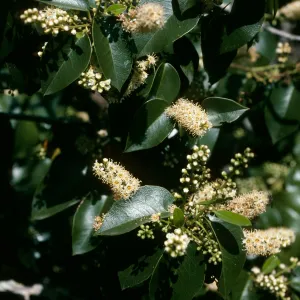 Prunus lyonii, Black Point Cyn. S. Cruz Isl.