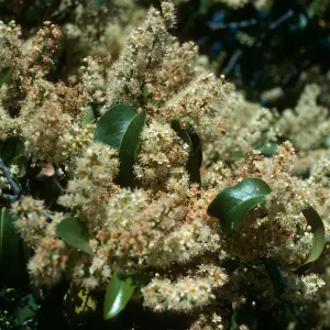 Prunus lyonii, S. Cruz Isl.