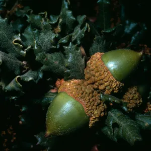 Quercus durata, Cuesta Ridge