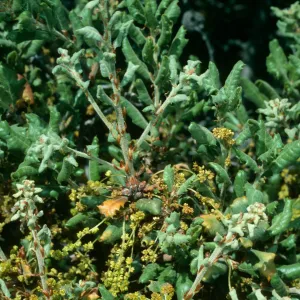 Quercus durata, Cuesta Ridge