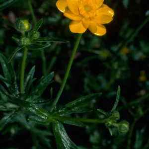Ranunculus californica, SBBG