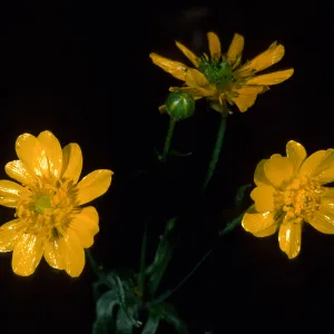 Ranunculus californica, SBBG