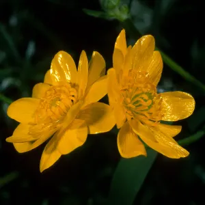 Ranunculus californicus, SBBG