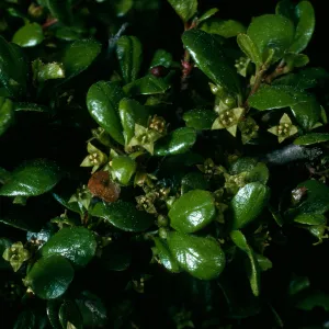 Rhamnus crocea, Calle Poniente SB