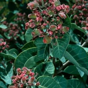 Rhus lentii, Cañada de la Mina, Cedros Isl.