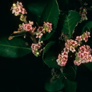 Rhus integrifolia, SBBG