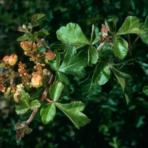 Rhus trilobata, Hwy. 33, Ventura Co.