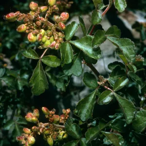 Rhus trilobata, Hwy. 33, Ventura Co.