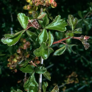 Rhus trilobata, Hwy. 33, Ventura Co.