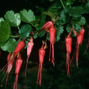 Ribes speciosum, SBBG