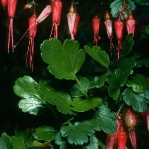 Ribes speciosum, SBBG