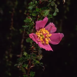 Rosa minutiflora, SBBG
