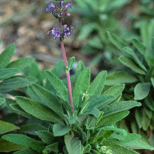Salvia 'Terra Seca', SBBG