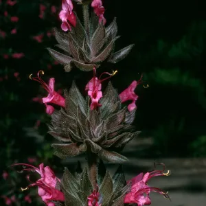 Salvia spathacea (California Hummingbird Sage),, SBBG