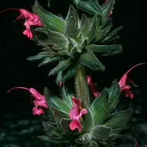 Salvia spathacea (California Hummingbird Sage),, SBBG