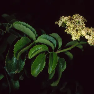 Sambucus mexicana, Wrigley Garden, S. Catalina Isl.